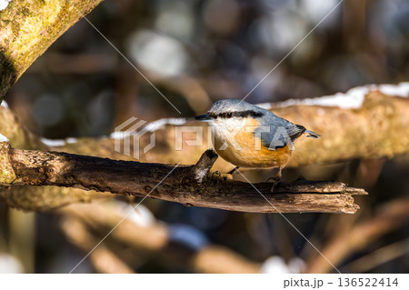 Eurasian nuthatch or wood nuthatch bird, Sitta europaea perched on a branch, foraging in a forest. 136522414