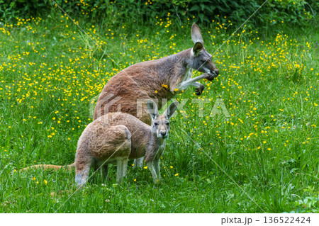The red kangaroo, Macropus rufus is the largest of all kangaroos and the largest extant marsupial. 136522424