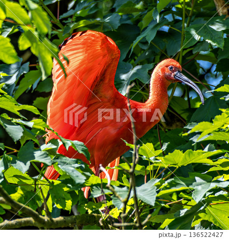 The Scarlet ibis, Eudocimus ruber is a species of ibis in the bird family Threskiornithidae. The Scarlet ibis, Eudocimus ruber is a species of ibis in the bird family Threskiornithidae. 136522427