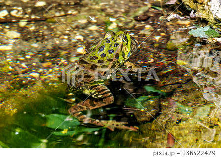 Common frog, Rana temporaria, single reptile croaking in water, also known as the European grass frog 136522429