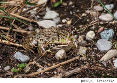 Common frog, Rana temporaria, single reptile croaking in water Common frog, Rana temporaria, single reptile croaking in water 136522432