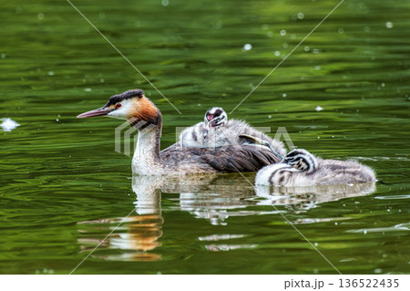 Family of Great Crested Grebe, Podiceps cristatus with beautiful orange colors, a water bird with red eyes. Family of Great Crested Grebe, Podiceps cristatus with beautiful orange colors, a water bird with red eyes. 136522435
