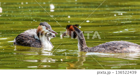 Great Crested Grebe, Podiceps cristatus has caught a fish. An adult bird feeds its young chick. Great Crested Grebe, Podiceps cristatus has caught a fish. An adult bird feeds its young chick. 136522439