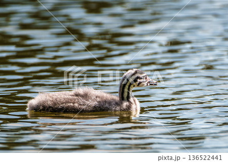 Beautiful fluffy Great Crested Grebe Baby, Podiceps cristatus with beautiful orange colors, a water bird with red eyes. Beautiful fluffy Great Crested Grebe Baby, Podiceps cristatus with beautiful orange colors, a water bird with red eyes. 136522441