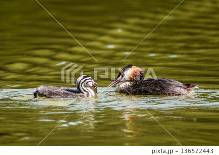 Great Crested Grebe, Podiceps cristatus has caught a fish. An adult bird feeds its young chick. Great Crested Grebe, Podiceps cristatus has caught a fish. An adult bird feeds its young chick. 136522443