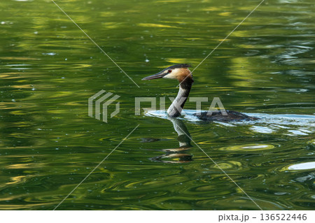 Great Crested Grebe, Podiceps cristatus has caught a fish. Great Crested Grebe, Podiceps cristatus has caught a fish. 136522446