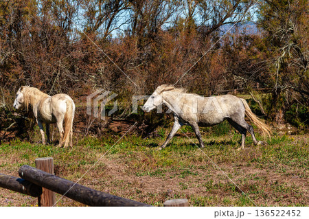 Camargue horses at the Aiguamolls de L'Emporda Natural Park in Girona, Spain Camargue horses at the Aiguamolls de L'Emporda Natural Park in Girona, Spain 136522452