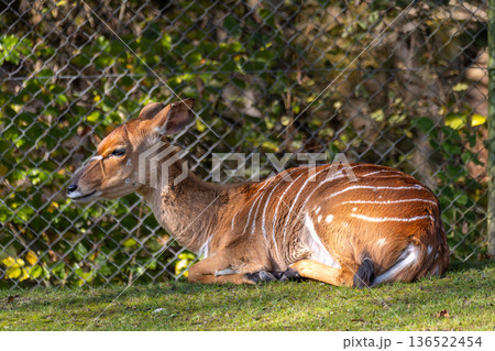 Nyala Antelope - Tragelaphus angasii. Wild life animal. Nyala Antelope - Tragelaphus angasii. Wild life animal. 136522454
