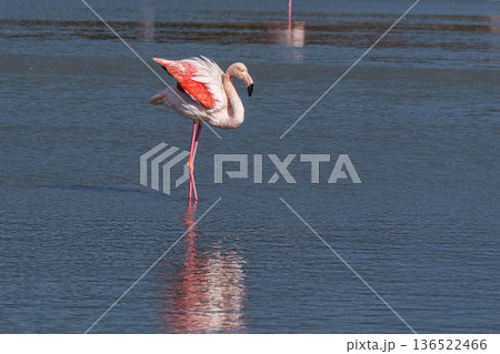 Greater Flamingo, Phoenicopterus roseus in the Ornithological park of Pont de Gau in Camargue, France 136522466