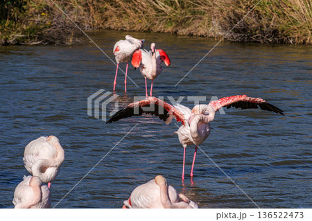 Greater Flamingo, Phoenicopterus roseus in the Ornithological park of Pont de Gau in Camargue, France Greater Flamingo, Phoenicopterus roseus in the Ornithological park of Pont de Gau in Camargue, France 136522473