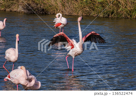 Greater Flamingo, Phoenicopterus roseus in the Ornithological park of Pont de Gau in Camargue, France 136522474