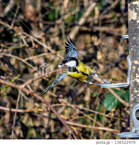 The Eurasian blue tit, Cyanistes caeruleus is a small passerine bird in the tit family, Paridae. The Eurasian blue tit, Cyanistes caeruleus is a small passerine bird in the tit family, Paridae. 136522479
