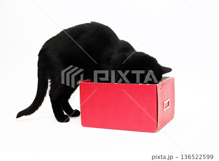 The Cat In The Box The Cat In The Box 136522599