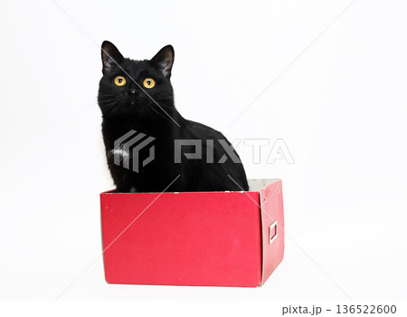 The Cat In The Box The Cat In The Box 136522600