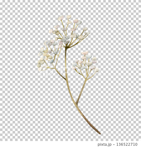 Gypsophila flowers branch. Baby's breath Watercolor hand drawn floral illustration isolated on white background for Easter holiday spring design home textile fresh fabric print card porcelain crockery Gypsophila flowers branch. Baby's breath Watercolor hand drawn floral illustration isolated on white background for Easter holiday spring design home textile fresh fabric print card porcelain crockery 136522710