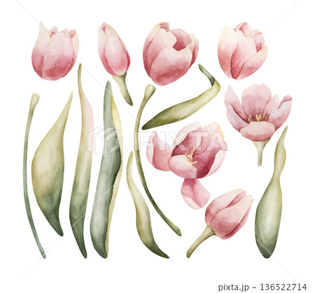 Pink Tulip Spring Bulb Flowers Set. Watercolor hand drawn floral illustration isolated on white background Easter Woman's day design textile fresh fabric print card cosmetic package porcelain crockery Pink Tulip Spring Bulb Flowers Set. Watercolor hand drawn floral illustration isolated on white background Easter Woman's day design textile fresh fabric print card cosmetic package porcelain crockery 136522714
