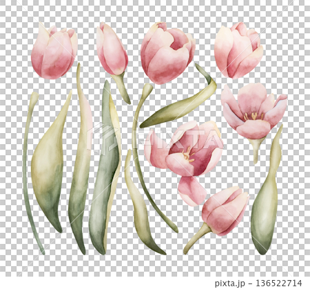 Pink Tulip Spring Bulb Flowers Set. Watercolor hand drawn floral illustration isolated on white background Easter Woman's day design textile fresh fabric print card cosmetic package porcelain crockery Pink Tulip Spring Bulb Flowers Set. Watercolor hand drawn floral illustration isolated on white background Easter Woman's day design textile fresh fabric print card cosmetic package porcelain crockery 136522714