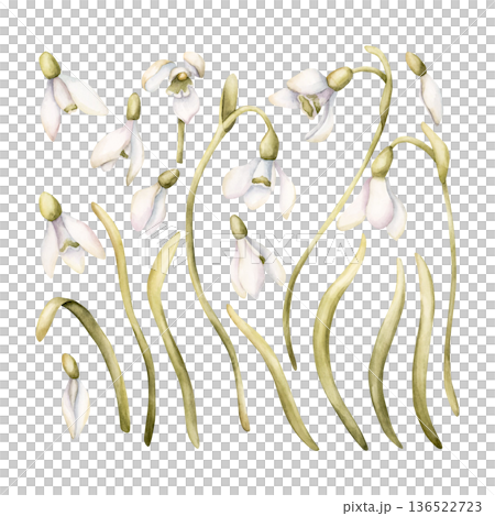 Snowdrop Spring Bulb Flower Set. Watercolor hand drawn floral illustration isolated on white background for Easter Woman's day design textile fresh print card cosmetic package porcelain crockery 136522723