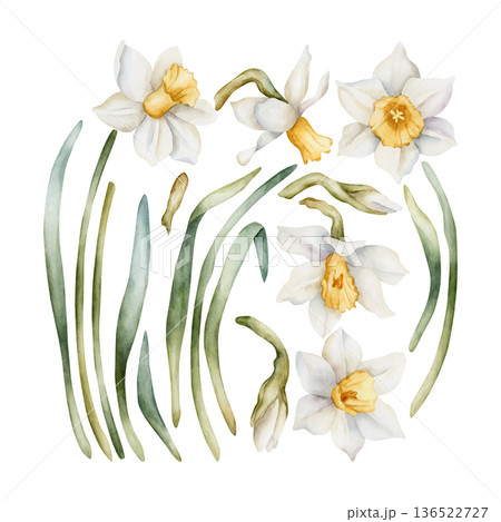 Daffodil Spring Bulb Flower Set. Watercolor hand drawn narcissus floral illustration isolated on white background for Easter Woman's day design textile print card cosmetic package porcelain crockery 136522727
