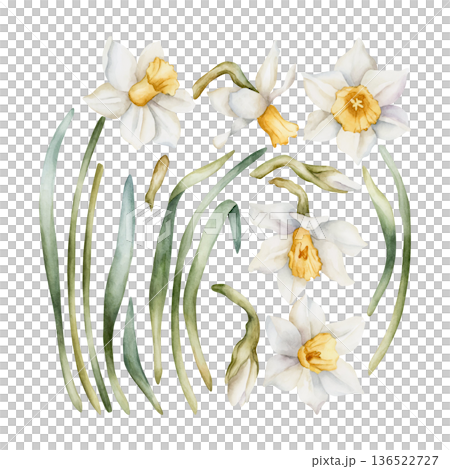 Daffodil Spring Bulb Flower Set. Watercolor hand drawn narcissus floral illustration isolated on white background for Easter Woman's day design textile print card cosmetic package porcelain crockery 136522727