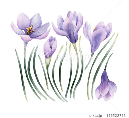 Crocus Spring Bulb Flower Set. Watercolor hand drawn floral illustration isolated on white background Easter Woman's day design home textile fresh fabric print card cosmetic package porcelain crockery 136522733