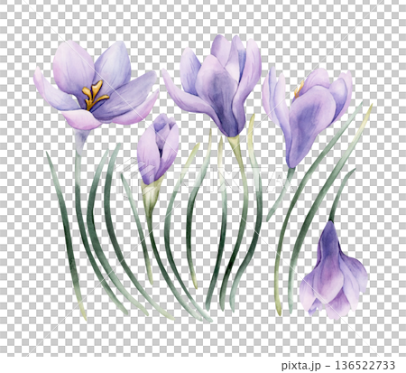 Crocus Spring Bulb Flower Set. Watercolor hand drawn floral illustration isolated on white background Easter Woman's day design home textile fresh fabric print card cosmetic package porcelain crockery 136522733