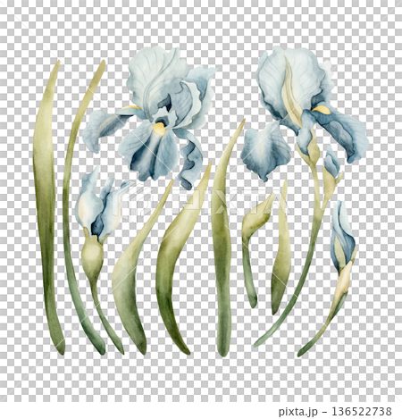 Blue Iris Spring Bulbs Flower Set. Watercolor hand drawn floral illustration isolated on white background Easter Woman's day design textile fresh fabric print card cosmetic package porcelain crockery Blue Iris Spring Bulbs Flower Set. Watercolor hand drawn floral illustration isolated on white background Easter Woman's day design textile fresh fabric print card cosmetic package porcelain crockery 136522738