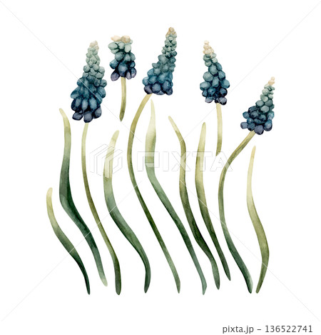 Blue Muscari Spring Bulbs Flower Set. Watercolor hand drawn floral illustration isolated on white background for Easter Woman's day design textile fresh print card cosmetic package porcelain crockery Blue Muscari Spring Bulbs Flower Set. Watercolor hand drawn floral illustration isolated on white background for Easter Woman's day design textile fresh print card cosmetic package porcelain crockery 136522741