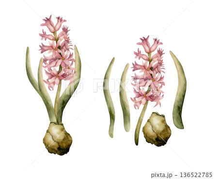 Pink Hyacinth Spring Bulb Flower. Watercolor hand drawn floral illustration isolated on white background for Easter Woman's day design textile fresh print cottagecore card cosmetic package crockery Pink Hyacinth Spring Bulb Flower. Watercolor hand drawn floral illustration isolated on white background for Easter Woman's day design textile fresh print cottagecore card cosmetic package crockery 136522785