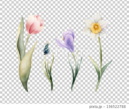 Tulip Muscari Crocus Daffodil Set Spring Bulb Flowers. Watercolor hand drawn floral illustration isolated on white background for Easter Woman's day design textile fresh card cosmetic package crockery Tulip Muscari Crocus Daffodil Set Spring Bulb Flowers. Watercolor hand drawn floral illustration isolated on white background for Easter Woman's day design textile fresh card cosmetic package crockery 136522788