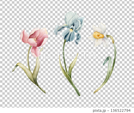Tulip Iris Daffodil Set Spring Bulb Flowers. Watercolor hand drawn floral illustration isolated on white background for Easter Woman's day design home textile fresh card cosmetic package crockery 136522794