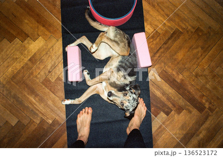 dog lies on black yoga mat and prevents its owner from exercising. dog lies on black yoga mat and prevents its owner from exercising. 136523172