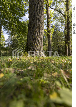 green grass and fallen yellow dry foliage from deciduous trees at the beginning of leaf fall, foliage lying on the ground in the autumn season in sunny warm weather green grass and fallen yellow dry foliage from deciduous trees at the beginning of leaf fall, foliage lying on the ground in the autumn season in sunny warm weather 136523609