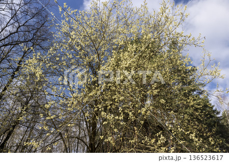 a flowering tree with lush flowers in the spring season in sunny weather, a willow tree with lots of lush yellow fluffy flowers in the sunshine in the spring season 136523617