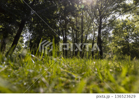 green fresh grass in the park in the spring season with trees with green foliage, sunny warm spring weather in the park with different types of trees, shade from bright sunlight green fresh grass in the park in the spring season with trees with green foliage, sunny warm spring weather in the park with different types of trees, shade from bright sunlight 136523629