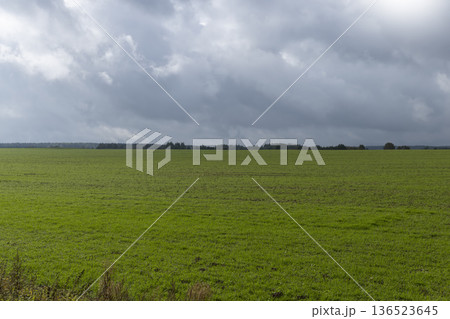 an agricultural field with green grass in the autumn season in windy weather with clouds, a large field with green plants in cloudy, cold autumn weather an agricultural field with green grass in the autumn season in windy weather with clouds, a large field with green plants in cloudy, cold autumn weather 136523645