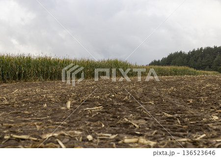 a corn field in cloudy cold weather during harvest, an agricultural field with a ripe corn crop that is harvested and after harvesting, the soil and pieces of corn are left a corn field in cloudy cold weather during harvest, an agricultural field with a ripe corn crop that is harvested and after harvesting, the soil and pieces of corn are left 136523646