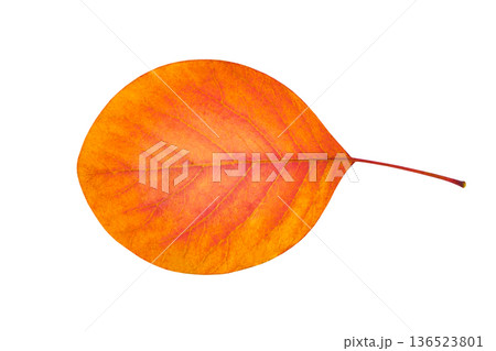 autumn orange leaf isolated on white with clipping path 136523801