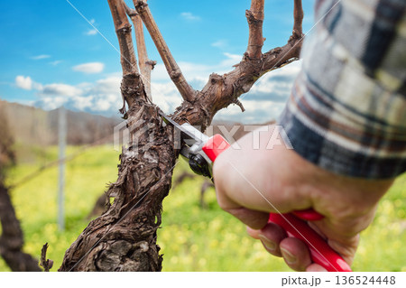 Farmer pruning the vine in winter. Agriculture. 136524448