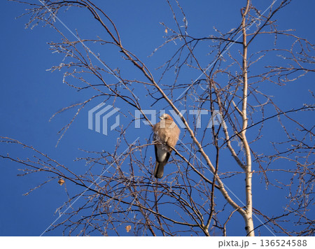 A jay bird on the branches of a leafless tree in spring. 136524588