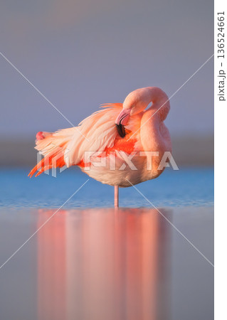 Graceful pink flamingo stands solitary in the calm water, creating a perfect symmetrical reflection. 136524661