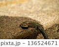 European lizard in sunlight sitting on concrete path in Ireland 136524671