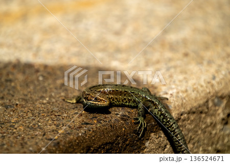European lizard in sunlight sitting on concrete path in Ireland 136524671