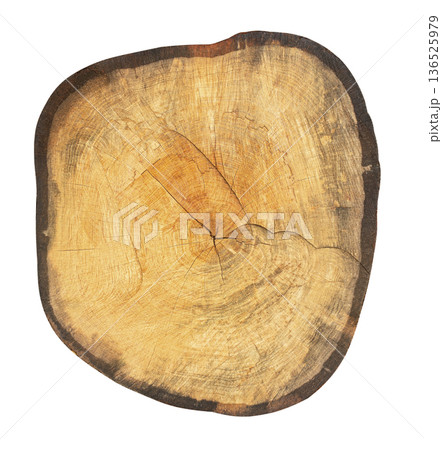 Tree trunk cross section showing annual growth rings 136525979