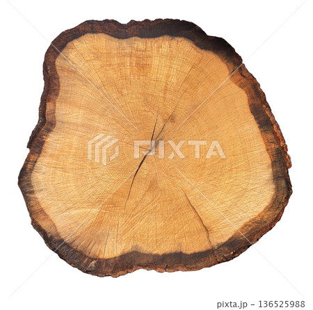 Tree stump cross section showing annual growth rings Tree stump cross section showing annual growth rings 136525988