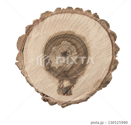 Tree trunk cross-section showing annual growth rings Tree trunk cross-section showing annual growth rings 136525990