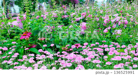 Beautiful field of pink dahlia and echinacea flowers in a summer garden 136525991
