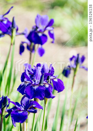 明るい日差しの下の濃い紫色の鮮やかなアヤメの花 ロンドン郊外のキューガーデンにて 明るい日差しの下の濃い紫色の鮮やかなアヤメの花 ロンドン郊外のキューガーデンにて 136526138