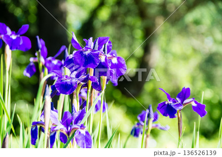 明るい日差しの下の濃い紫色の鮮やかなアヤメの花 ロンドン郊外のキューガーデンにて 明るい日差しの下の濃い紫色の鮮やかなアヤメの花 ロンドン郊外のキューガーデンにて 136526139