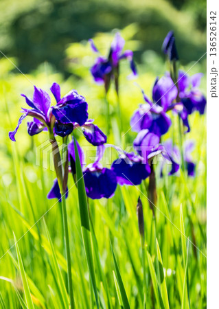 明るい日差しの下の濃い紫色の鮮やかなアヤメの花　ロンドン郊外のキューガーデンにて 136526142